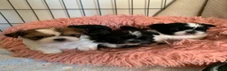 Shih Tzu dogs for sale: Shih Tzu puppies available - Advert 8