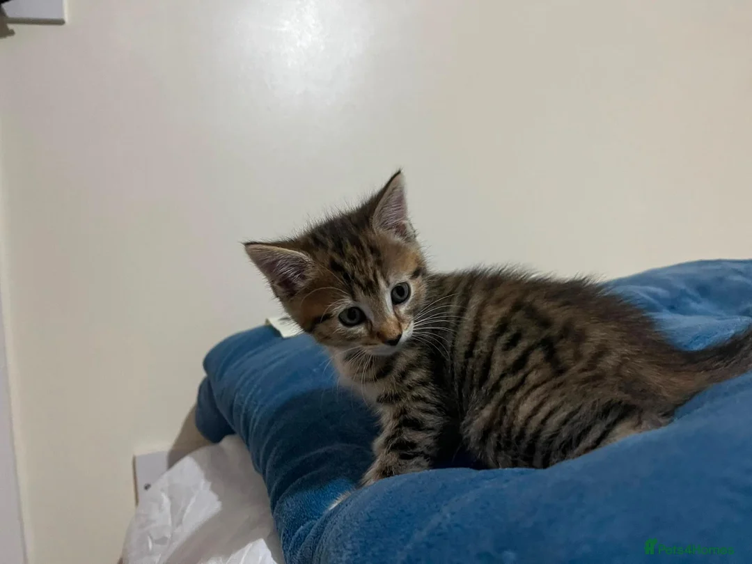Mixed Breed cats for sale: 2 stunning kittens for sale - Advert 9