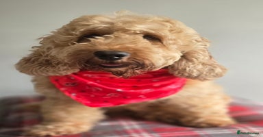 Cockapoo dogs - Advert 1