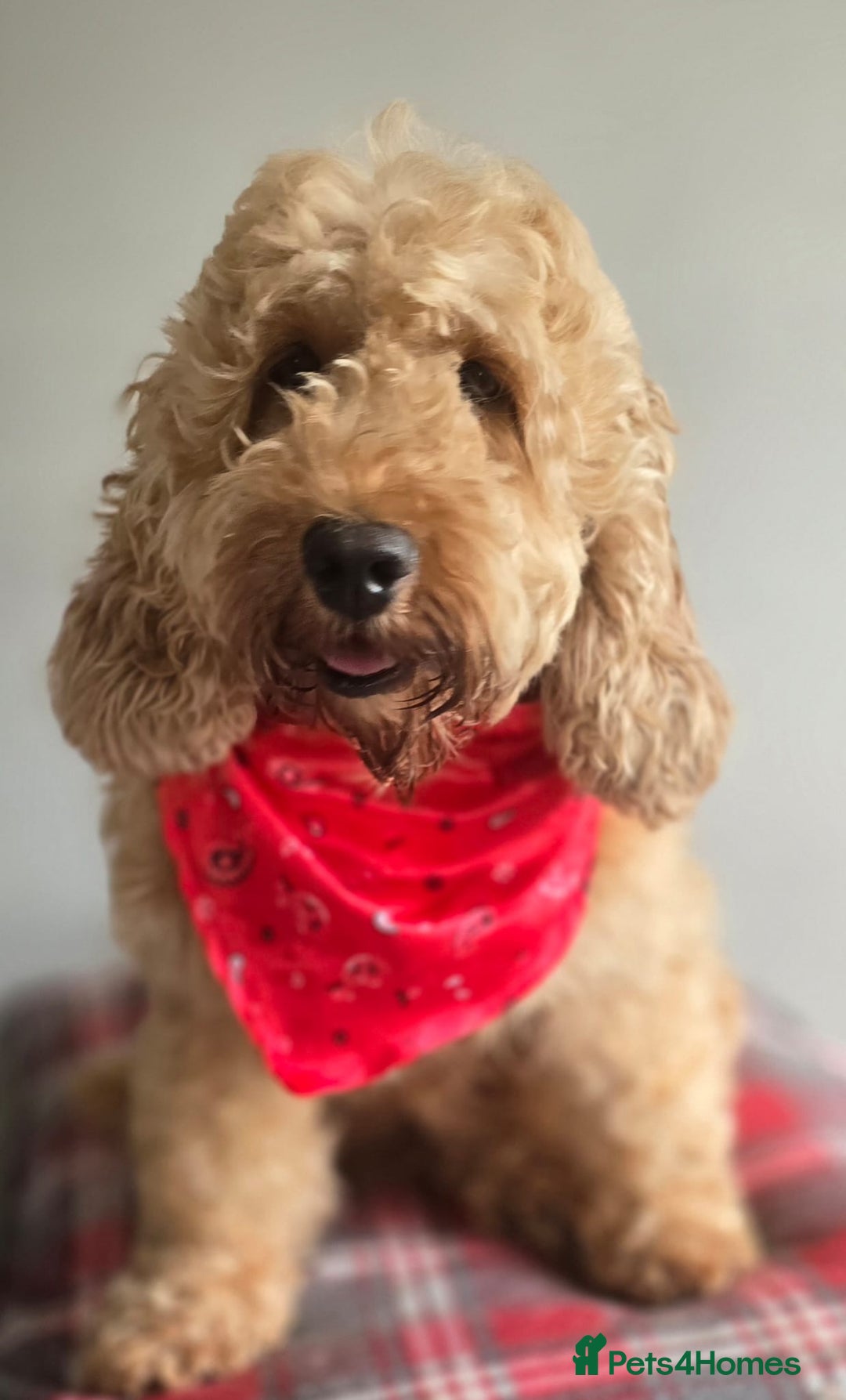 Cockapoo dogs for sale: Beautiful Cockapoo Puppies  - Image 3