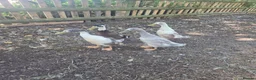 Ducks poultry for sale: Male Indian runners - Advert 3