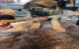 Shepsky dogs for sale: Husky cross German shepherd  - Image 7