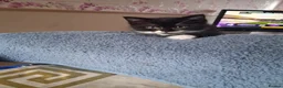 Ragdoll cats for sale: CUTE SOLID RAGDOLL KITTENS  - Advert 9