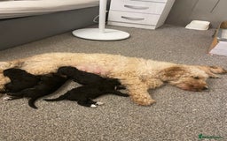 Cockapoo dogs for sale: Last female cockapoo puppy left  - Image 4
