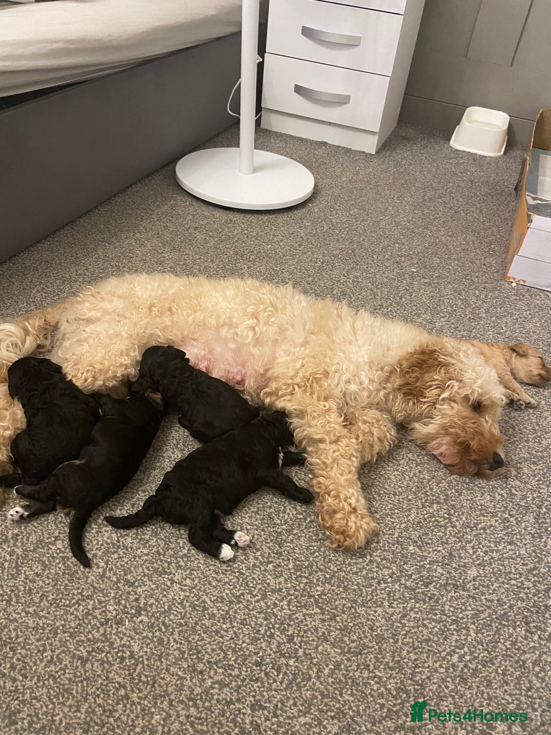 Cockapoo dogs for sale: Last female cockapoo puppy left  - Image 4