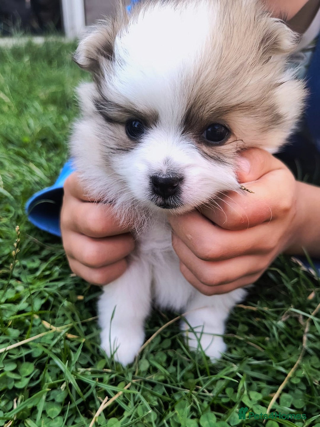 Pomeranian dogs for sale: 🌟Sweet Pomeranian Puppy Ready for a Loving Home🌟 - Image 8