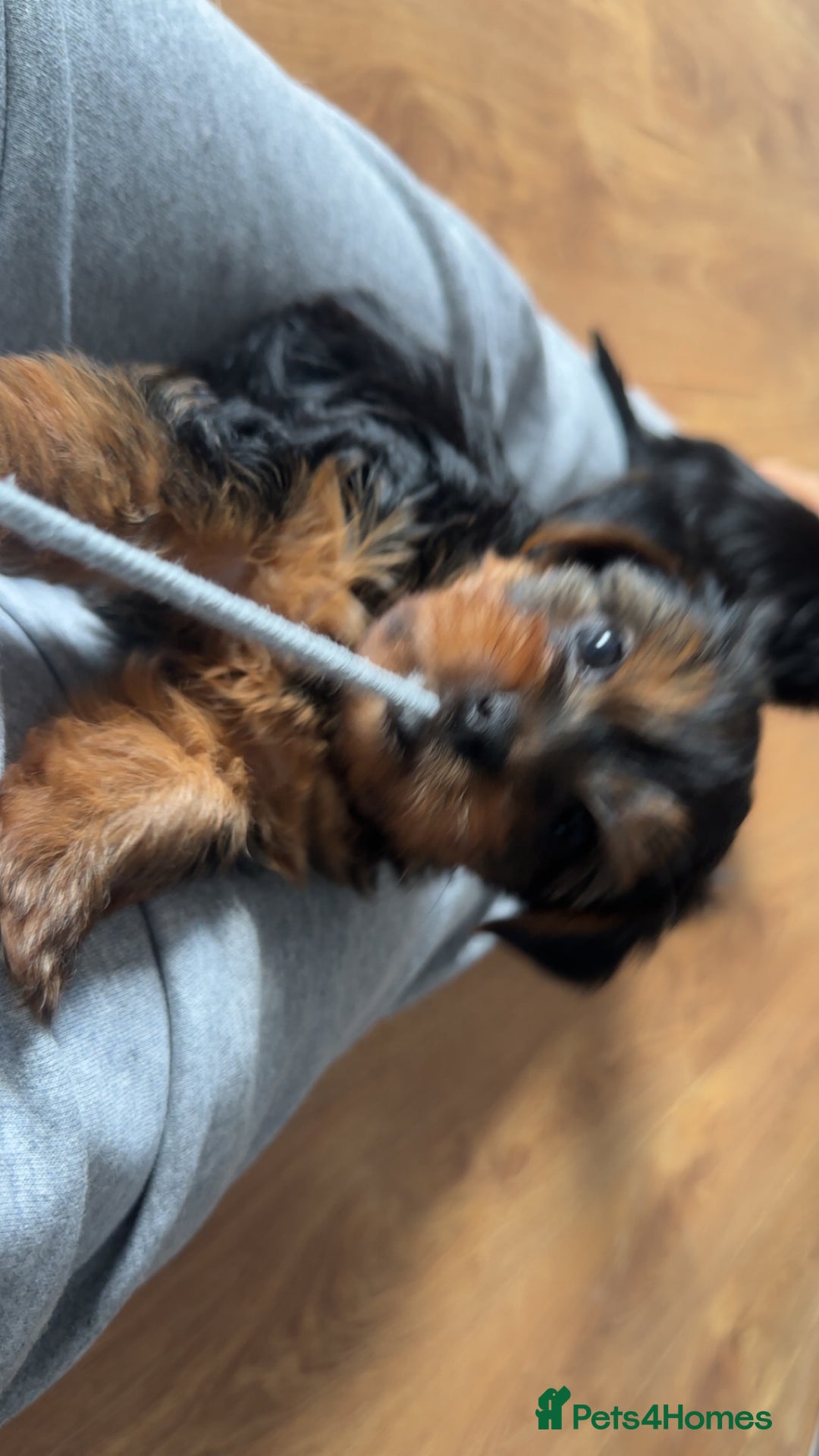 Yorkshire Terrier dogs for sale: Miniature Yorkshire terrier - Image 6