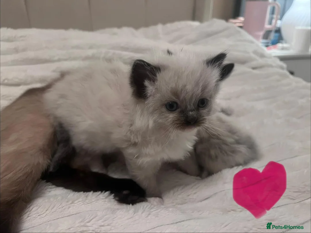 Ragdoll cats for sale:  Gorgeous seal mitted Ragdoll kittens for sale - Advert 12