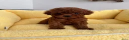 Toy Poodle dogs for sale: 🔝 Top Quality Asian Poodle Puppies DNA Tested🧬  - Advert 14