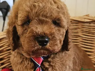 Cavapoo dogs Vet checked reported shown Cavapoo puppies - Advert 1