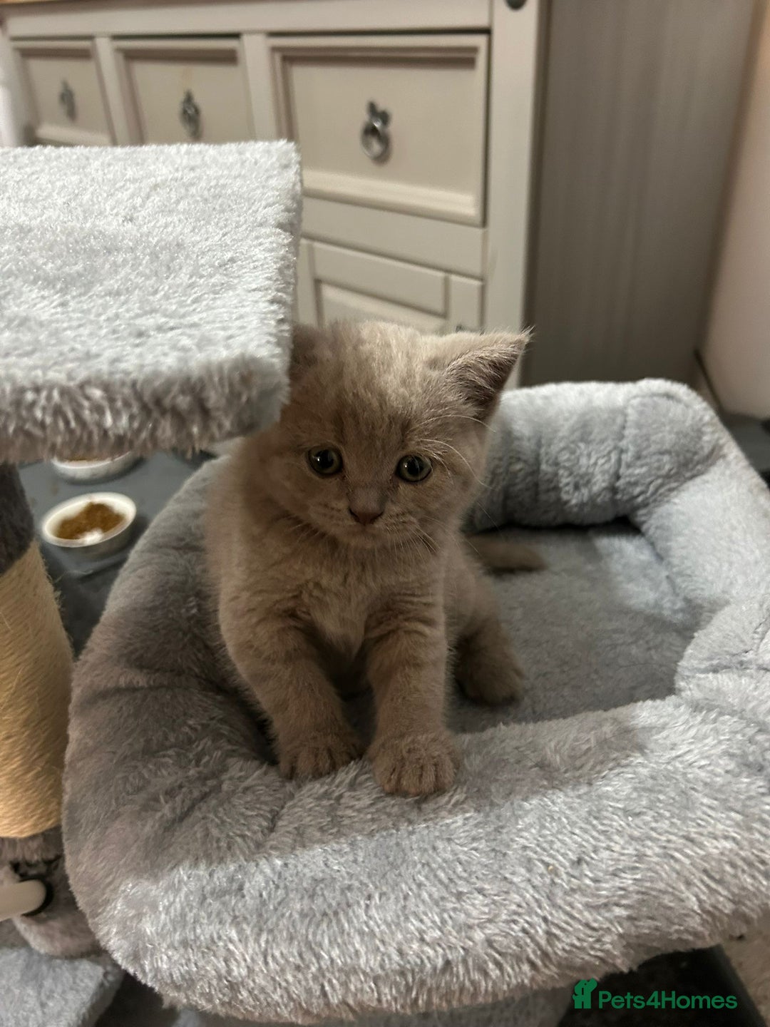 British Shorthair cats for sale: Stunning lilac BSH  - Image 30