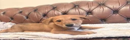 Mixed Breed dogs for sale: Lurcher x Collie  in Preston - Advert 2