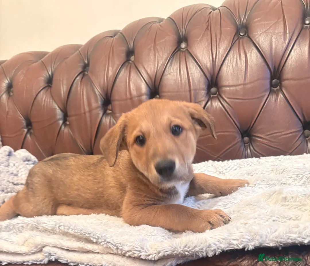 Mixed Breed dogs for sale: Lurcher x Collie  in Preston - Advert 2