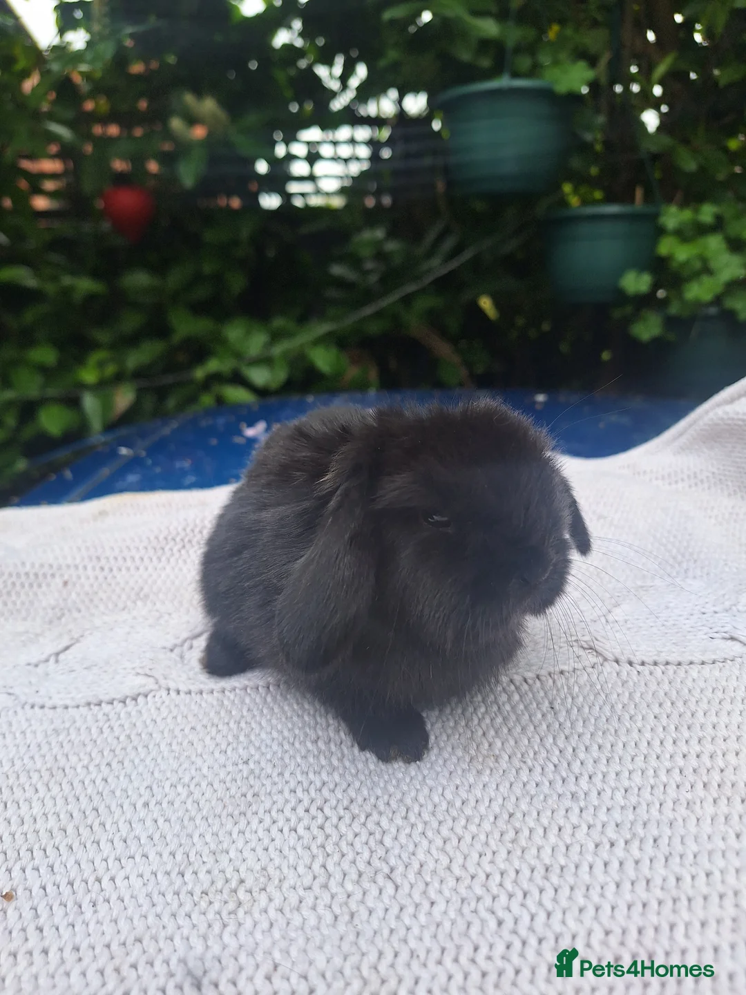 Mini Lop rabbits for sale: Pure bred mini lop babie rabbits 🐇  - Advert 2