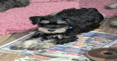 Miniature Schnauzer dogs in Liverpool - Advert 2