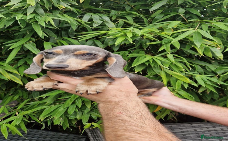 Miniature Dachshund dogs - Advert 2