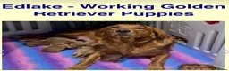 Golden Retriever dogs for sale: Golden retriever pups from health tested parents  - Advert 4