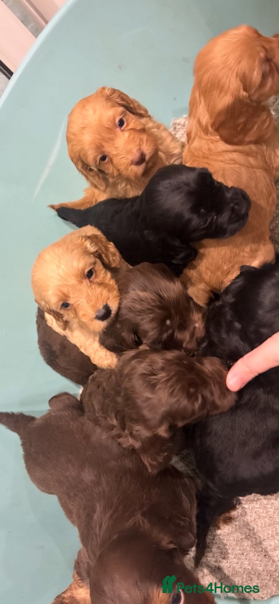 Cockapoo dogs Gorgeous cockatoo puppies  - Advert 2