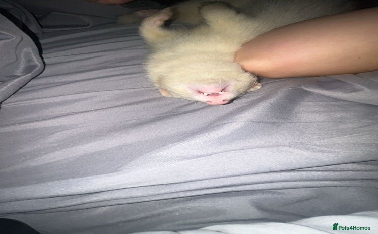 Ferret rodents - Advert 1