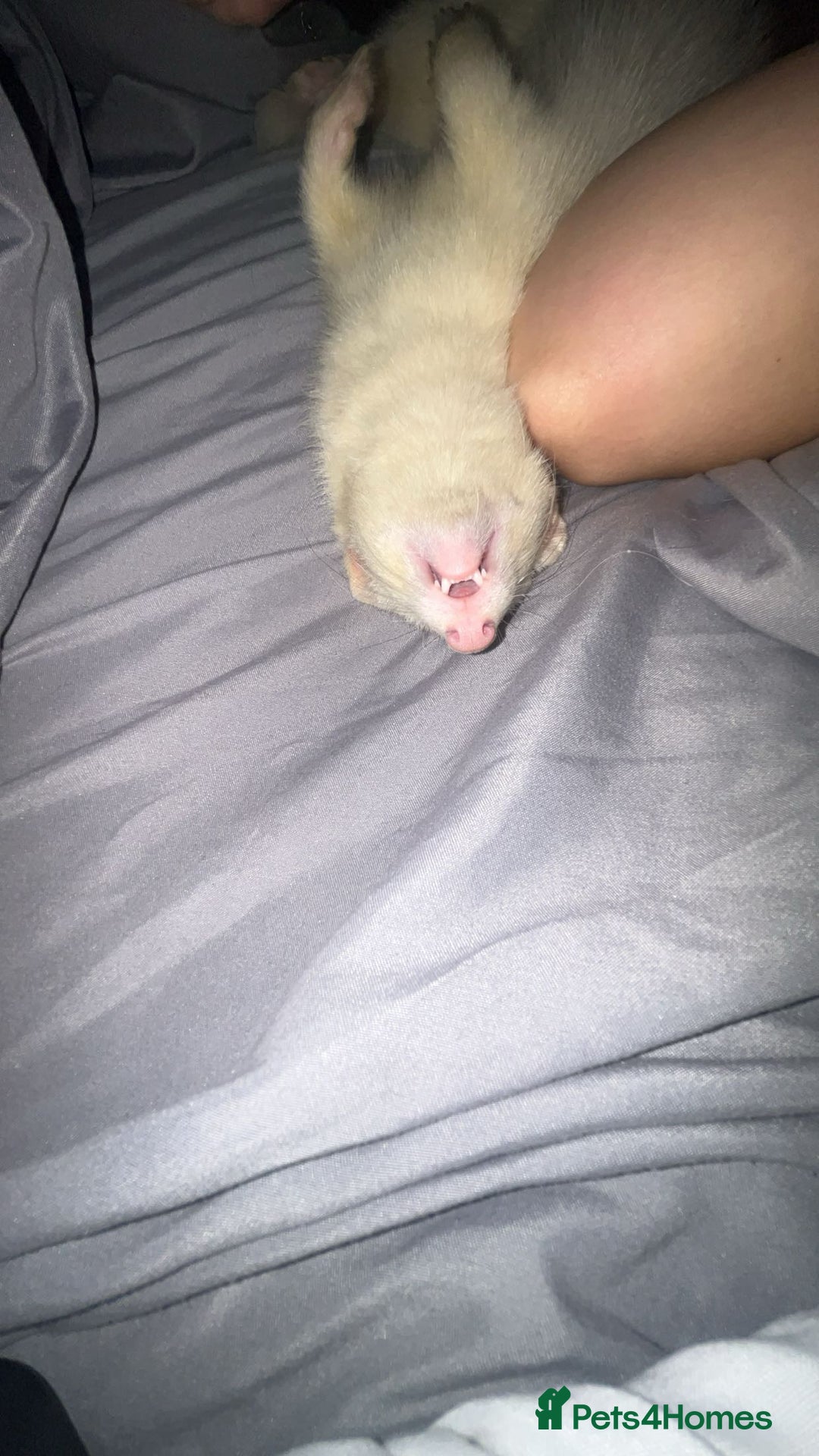Ferret rodents for sale: 3 ferrets they are not 55 either  - Image 1