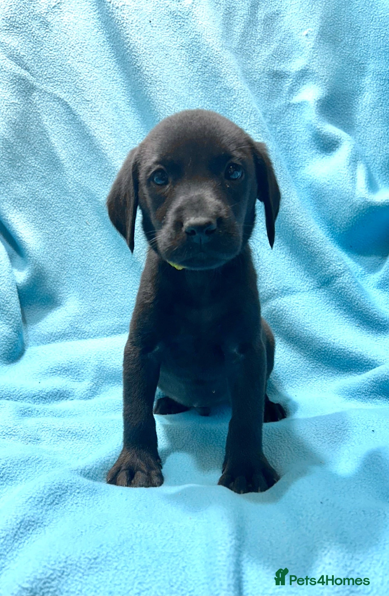 Labrador Retriever dogs Small type KC Labrador Retriever Puppies - Advert 1