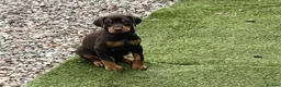 Dobermann dogs for sale: European Doberman puppies kc reg  - Advert 10