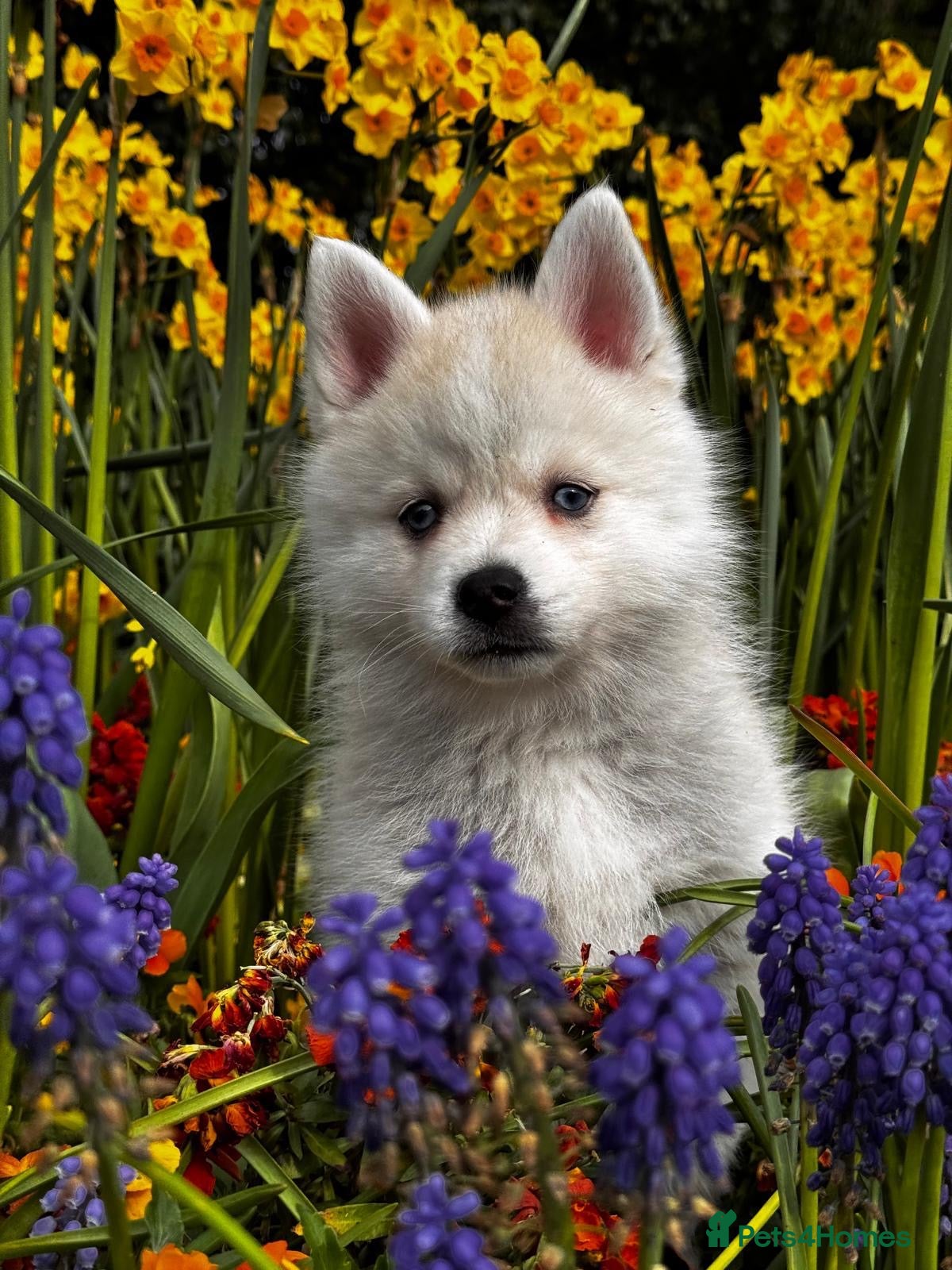 Pomsky dogs Beautiful Blue-eyed Pomsky Boy - Advert 3