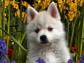 Pomsky dogs Beautiful Blue-eyed Pomsky Boy - Advert 3