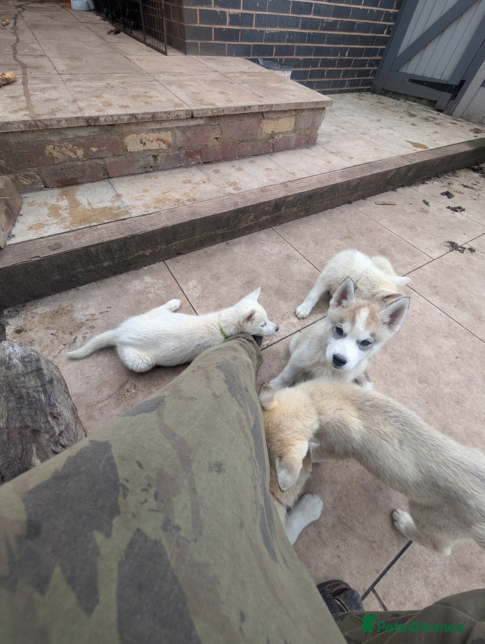 Siberian Husky dogs for sale: Siberian Husky puppies - Advert 27