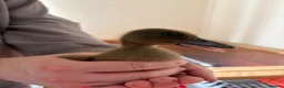 Ducks poultry for sale: 4 Khaki Campbell Ducklings - Advert 7