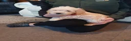 Cavapoo dogs for sale: Cavapoo F1b puppies  - Advert 18
