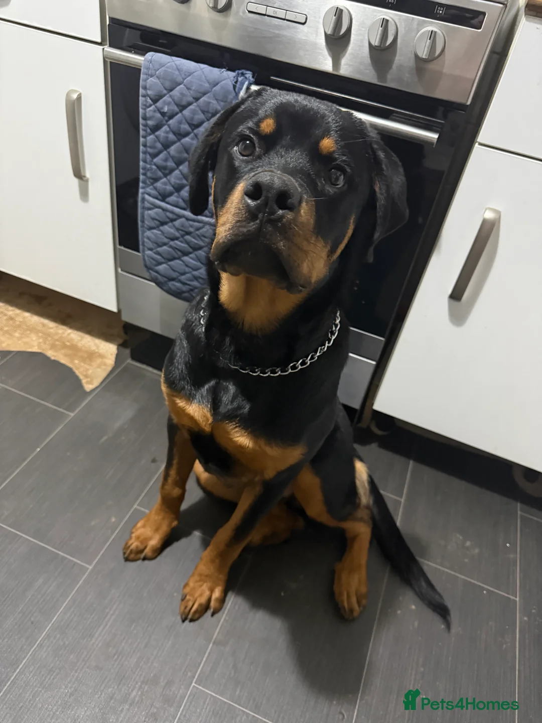 Rottweiler dogs for sale: Tank the Rottweiler  - Advert 1