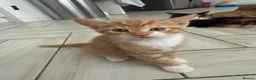 Mixed Breed cats for sale: 3 Playful & Sociable Ginger Kittens   - Advert 8