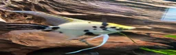 Cichlids fish for sale: Tropical Cichlids - Advert 2