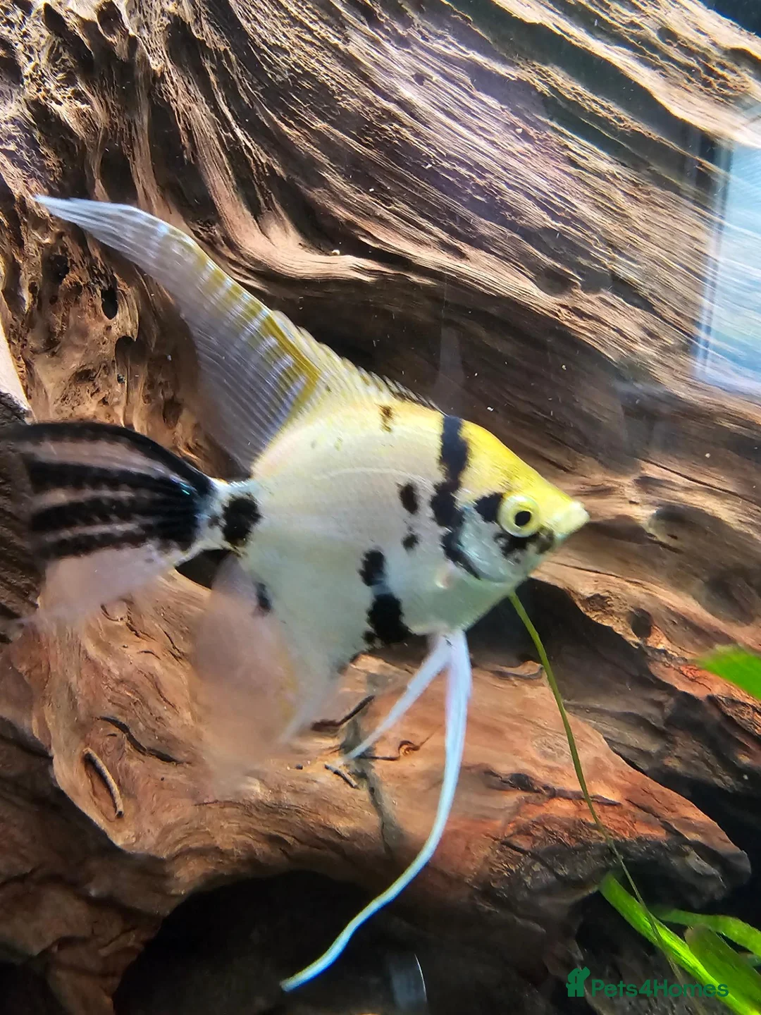 Cichlids fish for sale: Tropical Cichlids - Advert 2