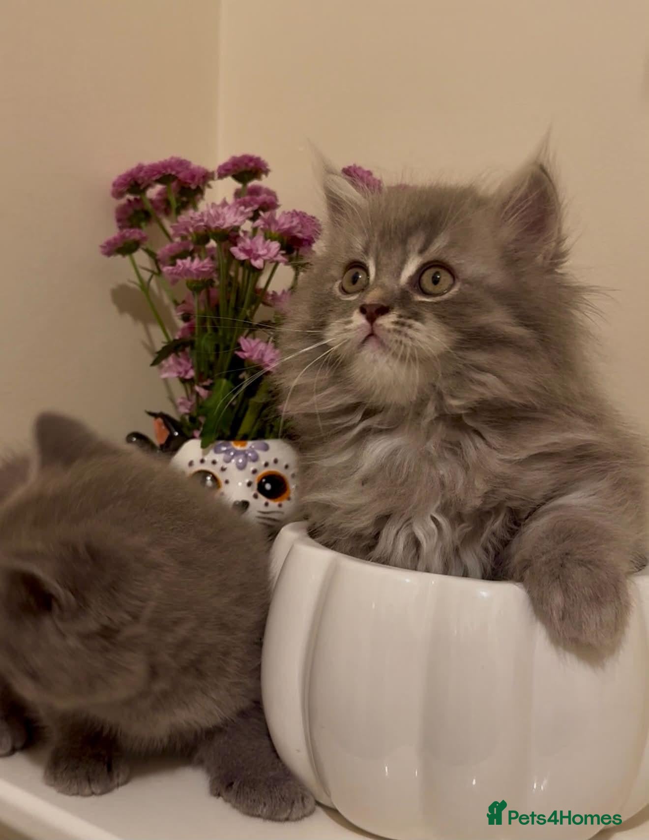 British Shorthair cats Beautiful British Shorthair Kittens - Advert 1