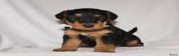 Airedale Terrier dogs for sale: KC Female Airedale Puppy🌟🐾 - Advert 5