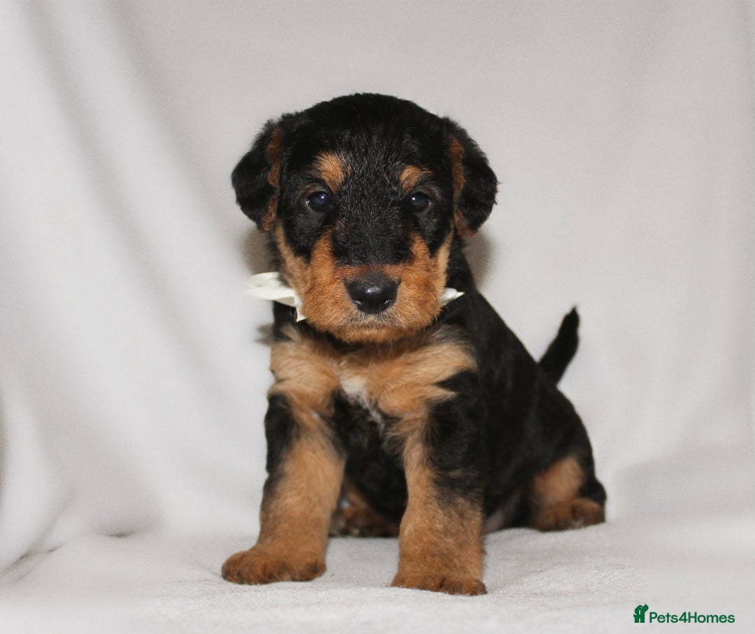 Airedale Terrier dogs for sale: KC Female Airedale Puppy🌟🐾 - Advert 5