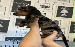 Miniature Dachshund dogs for sale: Beautiful dachshund Merle puppies male & female - Image 3