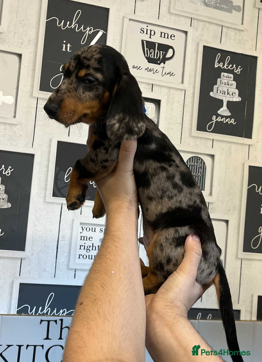Miniature Dachshund dogs for sale: Beautiful dachshund Merle puppies male & female - Image 3