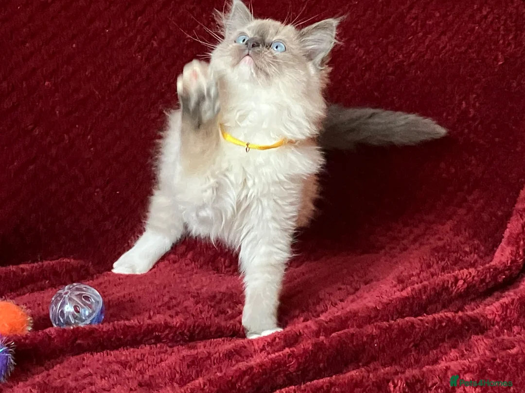 Ragdoll cats for sale: ChampionBloodline 5GENpedigree BSH GCCFreg.parents - Advert 10