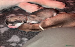 Alaskan Malamute dogs for sale: KC Alaskan malamute puppies champion lines - Image 22