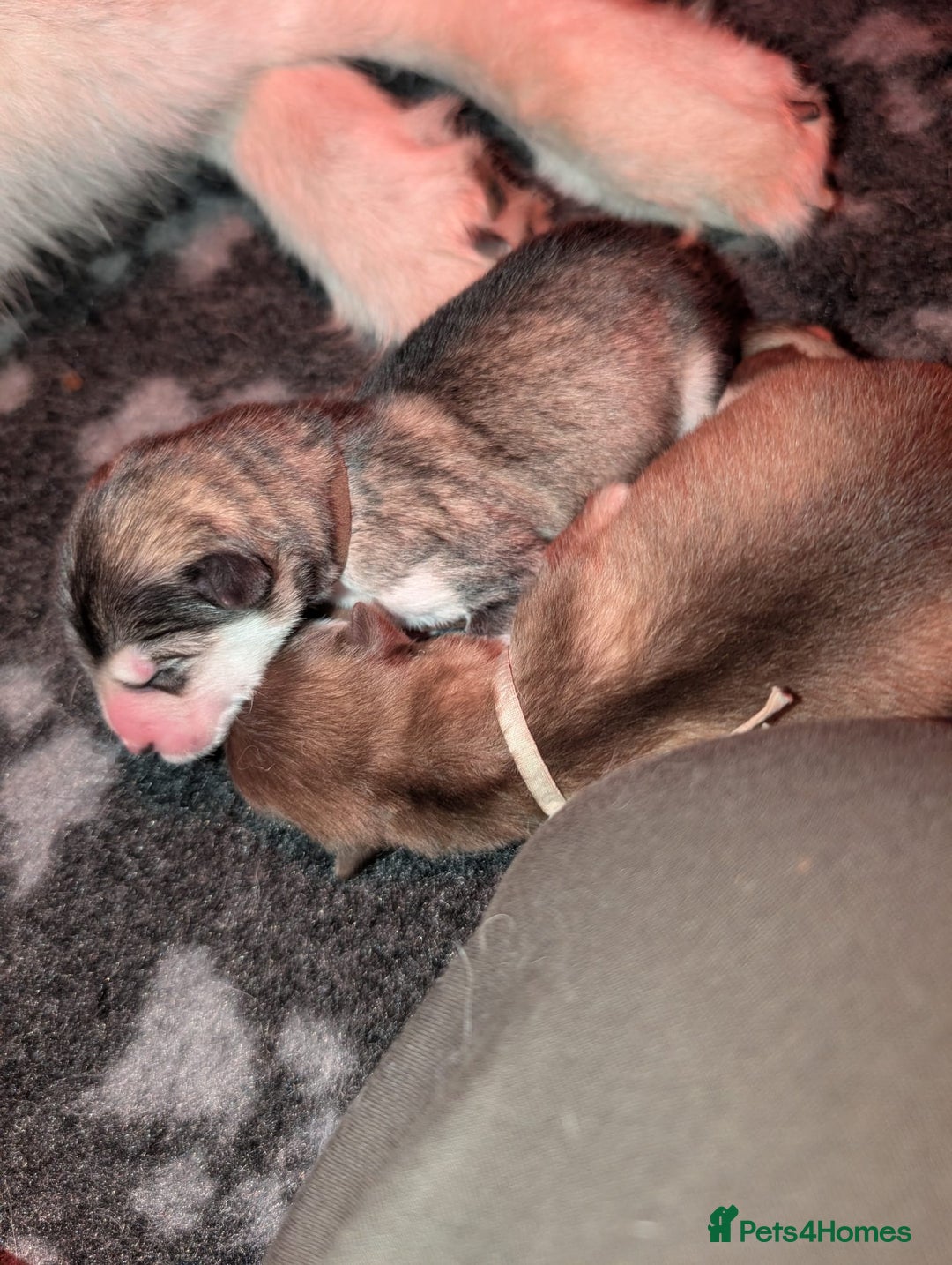 Alaskan Malamute dogs for sale: KC Alaskan malamute puppies champion lines - Image 22