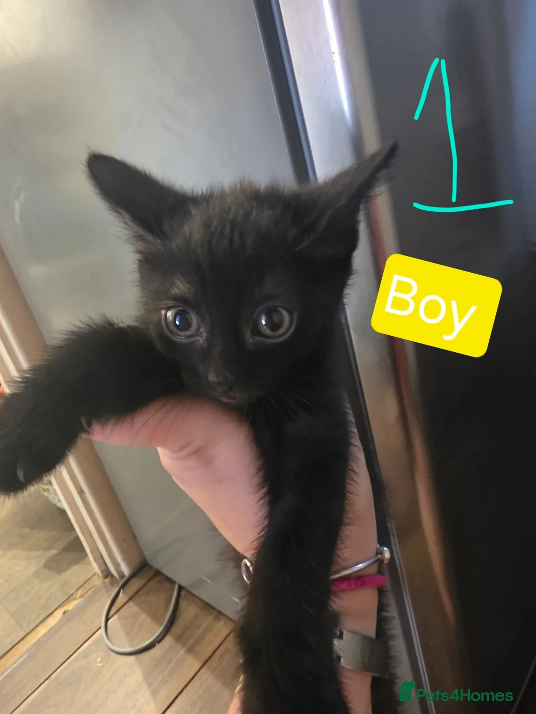 Mixed Breed cats for sale: 4 beautiful kitten who need forever homes in Kidderminster - Advert 2