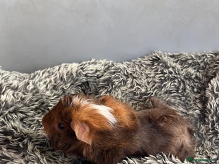 Guinea Pig rodents Lovely boar guinea pigs for sale boys - READY - Advert 1