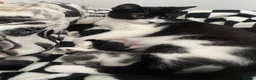 Mixed Breed cats for sale: Black and white kitten - Advert 2