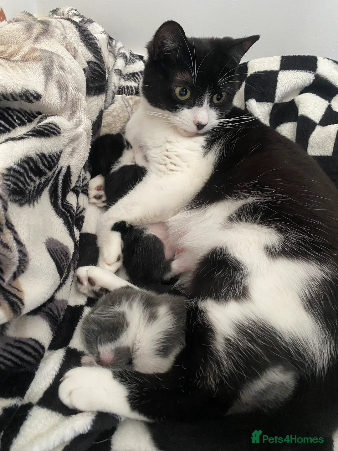 Mixed Breed cats for sale: Black and white kitten - Advert 2