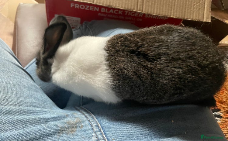 Dutch rabbits - Advert 1