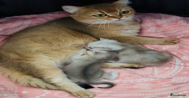 British Shorthair cats - Advert 16