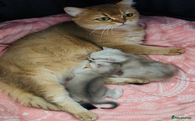 British Shorthair cats - Advert 12